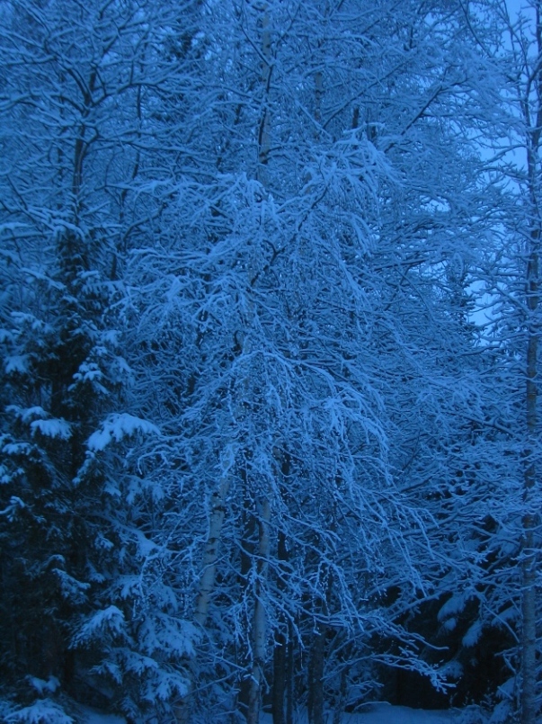 Snöiga träd